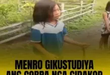 MENRO sa Tampakan gikustudiya ang cobra nga gidakop sa usa ka bata