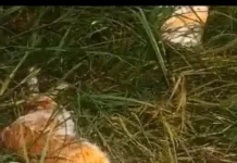 IRING, PATAY HUMAN NAIGO ANG PUNOAN SA LUBI SA KILAT; GIINGONG BATO NGA NAKUHA NGA SUMALA PA HIMUONG ANTING-ANTING NAHIMONG MISTERYOSO SA MGA RESIDENTE