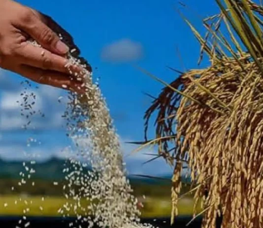 Presyo sa produktong agrikultural, posibleng mosaka