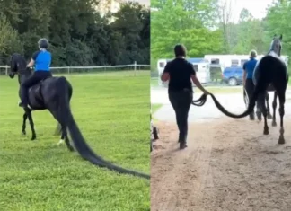 Kabayo sa Estados Unidos, nagkatala ug Guinness World Record tungod sa taas nga ikog