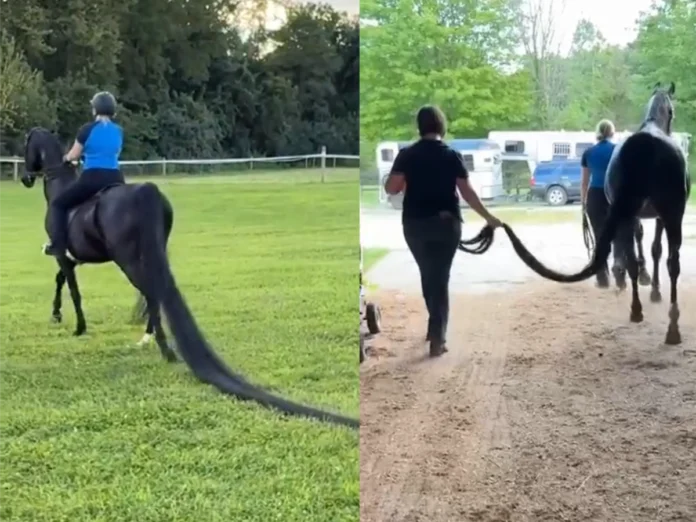 Jenny_the_horse-696x522