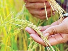 Niabot og 4.07M MT ang imported nga bugas taliwala sa El Niño