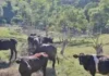 Kauna-unahang kaso ng Shamonda virus sa tao, naitala sa France; pasyente, nasawi