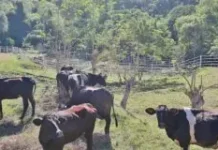 Kauna-unahang kaso ng Shamonda virus sa tao, naitala sa France; pasyente, nasawi