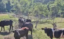 Kauna-unahang kaso ng Shamonda virus sa tao, naitala sa France; pasyente, nasawi