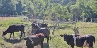 Kauna-unahang kaso ng Shamonda virus sa tao, naitala sa France; pasyente, nasawi