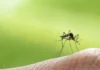 Kapin sa 4,000 ka kaso sa dengue ang natala sa Manila