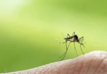 Kapin sa 4,000 ka kaso sa dengue ang natala sa Manila