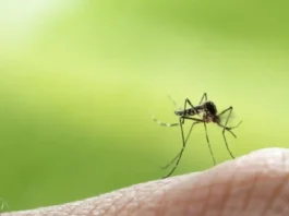 Kapin sa 4,000 ka kaso sa dengue ang natala sa Manila