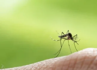 Kapin sa 4,000 ka kaso sa dengue ang natala sa Manila