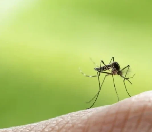 Kapin sa 4,000 ka kaso sa dengue ang natala sa Manila