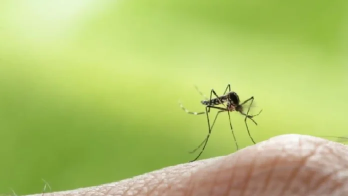dengue-1