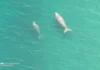 Unom ka dugong ug lima ka pawikan, namatikdan sa baybayon sa Kalamansig