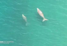 Unom ka dugong ug lima ka pawikan, namatikdan sa baybayon sa Kalamansig