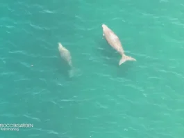 Unom ka dugong ug lima ka pawikan, namatikdan sa baybayon sa Kalamansig