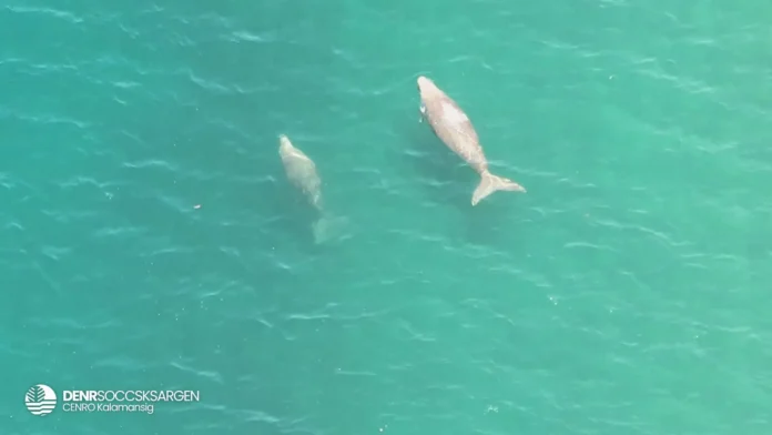 dugong