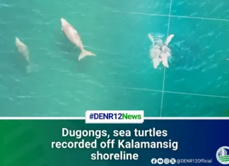 Unom ka dugong ug lima ka pawikan, namatikdan sa baybayon sa Kalamansig