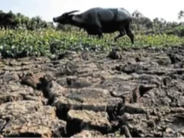 Gisuportahan sa DA ang Deklarasyon sa Kalamidad alang sa Agresibong Pagtubag sa El Niño