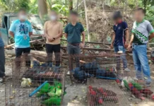 Illegal wildlife trader sa GenSan, pasakaan og kaso ubos sa RA 9147