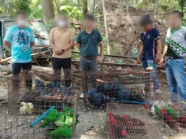 Illegal wildlife trader sa GenSan, pasakaan og kaso ubos sa RA 9147