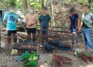 Illegal wildlife trader sa GenSan, pasakaan og kaso ubos sa RA 9147