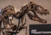Fossilized skeleton sa dinosaur nga si Jodi, nasubasta sa kantidad nga ₱2.7 bilyon