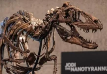 Fossilized skeleton sa dinosaur nga si Jodi, nasubasta sa kantidad nga ₱2.7 bilyon