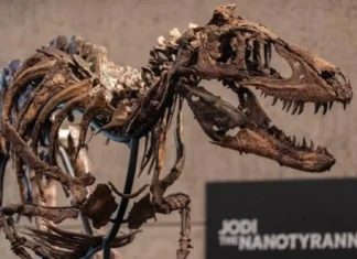 Fossilized skeleton sa dinosaur nga si Jodi, nasubasta sa kantidad nga ₱2.7 bilyon