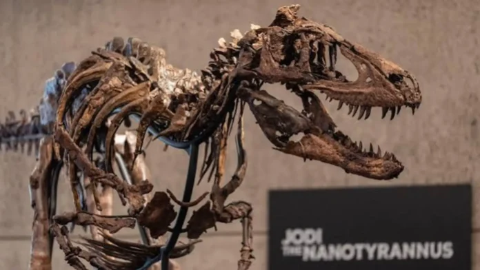 jodi-dinasour