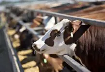 Milk imports halin sa Thailand, Russia, South Korea, Libya, gintugutan na sang DA