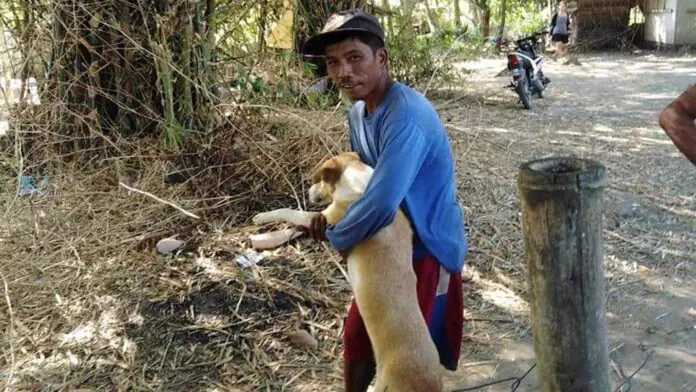 dog