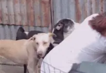 Iban nga LGUs sa Iloilo, wala pa nakasugod sang mass dog vaccination kontra sa rabies