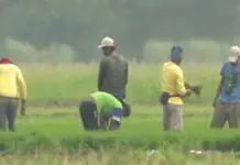 Governor Defensor, nahatag na sa Philippine Crop Insurance Corporation ang P15 million nga pondo agud mabuligan ang mga mangunguma nga naapektohan sang El Niño