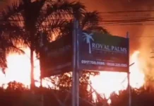 Plantation sang palma sa Pavia, ginlamon sang kalayo