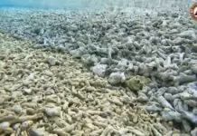 China, nagatampok sang ginpudpod nga corals sa West Philippine Sea kag patimaan sang ila reclamation activities