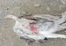 Mga residente sang Barangay Bongol, Janiuay, Iloilo, nagakahangawa kasunod sang misteryoso nga pagpatay sa mga pabo sa lugar