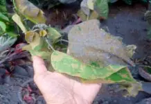 Mga tanom sa Negros Occidental, nalaya matapos naglupok ang Bulkan Kanlaon