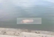 Lalaki, nasapwan nga nagalutaw-lutaw kag wala na sang kabuhi sa Iloilo Esplanade