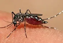 Kaso sang dengue sa Iloilo City, nagsaka pa sa malapit 650