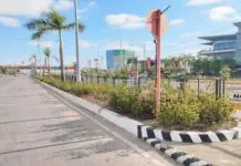 Pagtanum sang native trees nga bulos sa nalaya nga royal palms, umpisahan na subong nga semana —GSO