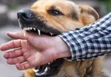 Iloilo Provincial Government, nakabakal sang 20,000 vials sang anti-rabies vaccine