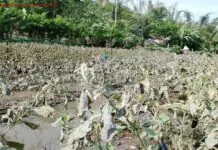 Sektor sang agrikultura, nag-angkon sang dako nga halit bangud sa paglupok sang Bulkan Kanlaon
