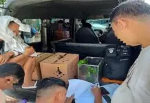 Negosyante nga nagabaligya sang critically endangered nga mga pispis, arestado