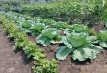 City Agriculturist Office kag CSWDO, liwat nga ipatuman ang community garden sa tagsa ka barangay sa Iloilo City