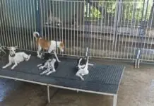 Iloilo Provincial Government, may yara na sang 12 ka mga dog pound facilities