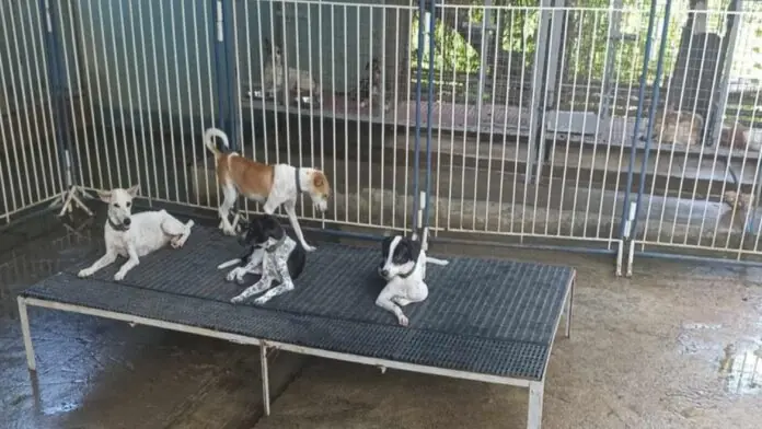DOG POUND