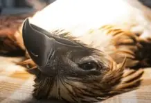 Isa ka Philippine Eagle, napatay bangud sa tuman nga pagkadula sang dugo gikan sa pilas sa wala sini nga pakpak