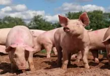 Hog Industry sa Iloilo, amat-amat na nga nagabalik matapos ang pila ka tuig nga pagpanghangkat sang ASF