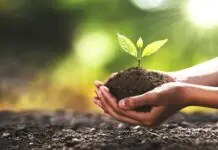 DENR Region 6, nagalaum nga malab-ot ang 309,000 hectares nga target nga matanoman sang kahoy by 2028
