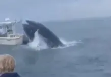 Isa ka daku nga balyena ang nakit-an nga nagalumpat kag nagabunggo sa isa ka gamay nga fishing boat sa Estados Unidos